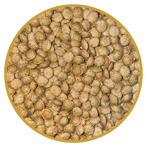 PAPAGAIO ECLETUS – 3KG